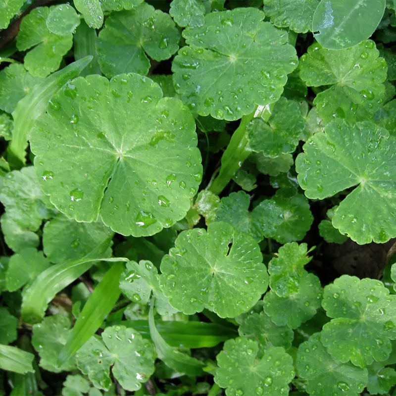 gotu kola bitkisi